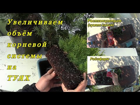 Видео: Подкормка укорененных черенков ТУИ, для увеличения объёма корневой системы.