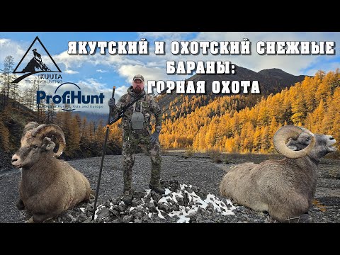 Видео: Горная охота на Якутского и Охотского снежного барана. Mountain hunting for Yakut bighorn sheep.