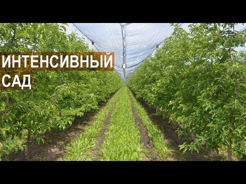 Видео: Интенсивный сад. Технология выращивания яблонь. ООО Фазенда