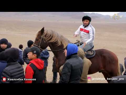 Видео: Бузкаши Улоки Каражингил 03 01 2023/Жавлонбек Кенжаев Бузкаши Хужанд Кукмар Купкари Полный версия