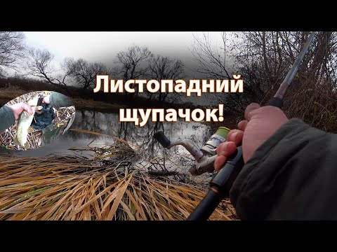 Видео: Листопадний щупачок!