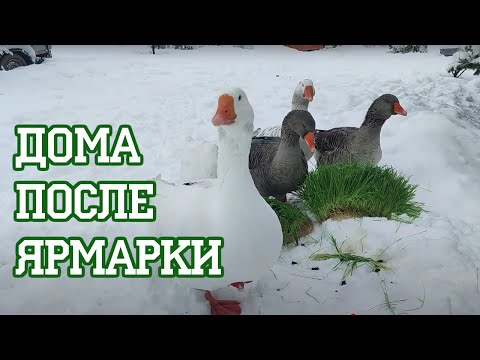 Видео: Послеярмарочные приключения