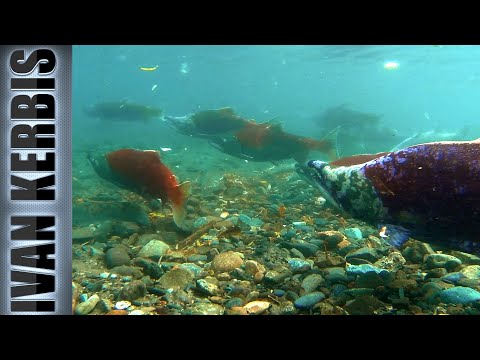 Видео: «На краю земли» | Подводная охота на Камчатке (часть 3)