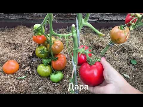 Видео: Обзор сортов томатов Теплица №2 часть 5