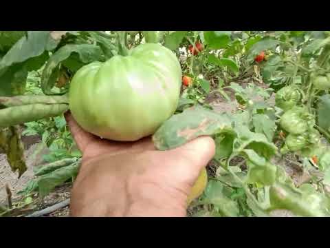 Видео: Късни червени и розови селски домати.....и още какво?