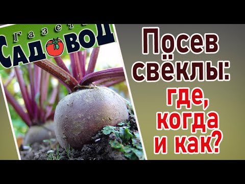 Видео: ПОСЕВ СВЁКЛЫ: где, когда и как?