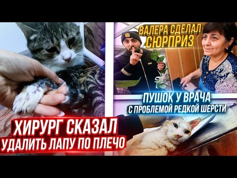 Видео: Почему у Пушка такая шерсть? Устанавливают дверь в КотиЗал. Закупаю натуралку хвостикам.