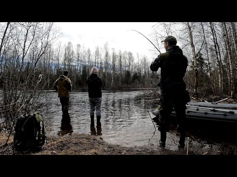 Видео: Открытие Сезона Летней Рыбалки в Карелии на Реке!
