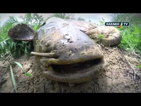 Видео: Рыбалка на сома в Кураксу