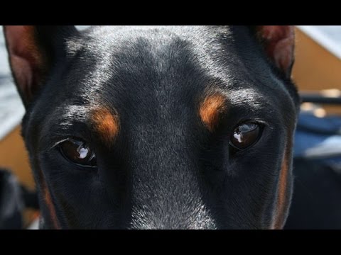 Видео: Дэйман и Елена  - Веревки