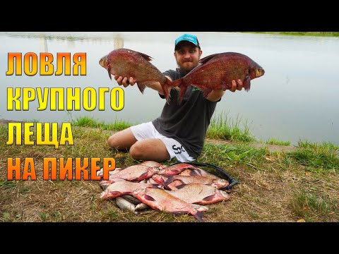 Видео: Ловля крупного леща на пикер!!! Рекордный улов 2022 года!!! Рыбалка 2022.