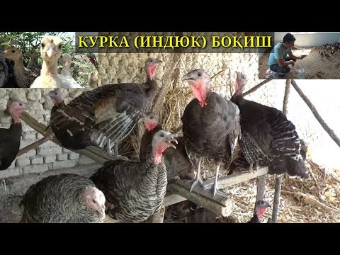 Видео: ЧЕККА БИР ҚИШЛОҚДА КУРКА (ИНДЮК) БОҚИШ БИЗНЕСИ