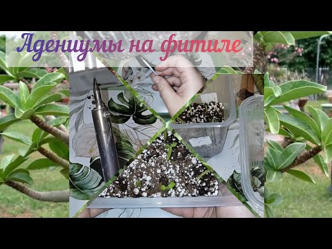 Видео: Как легко и быстро сделать для адениумов фитильный полив#адениум обесум на фитиле#