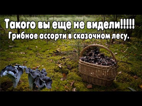 Видео: Такого вы еще не видели!!!! Грибы сошли с ума!!!