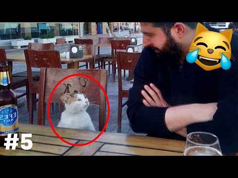 Видео: СМЕХ ДО СЛЕЗ😂 САМЫЕ СМЕШНЫЕ КОШКИ И СОБАКИ 😹🐶 #5