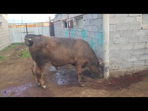 Видео: Итоги забоя бычков