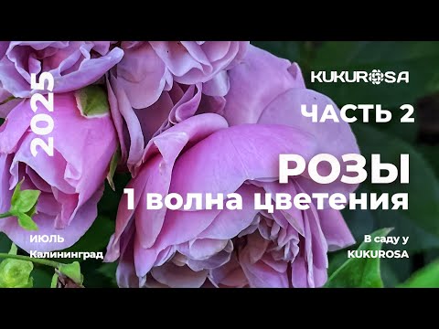 Видео: Розы первой волны цветения! Часть 2. Обзор сада. Сочетания роз.