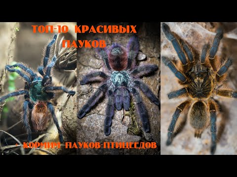 Видео: ТОП-10 самых красивых пауков-птицеедов. Кормление