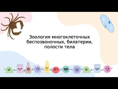 Видео: Зоология многоклеточных беспозвоночных, билатерии, полости тела
