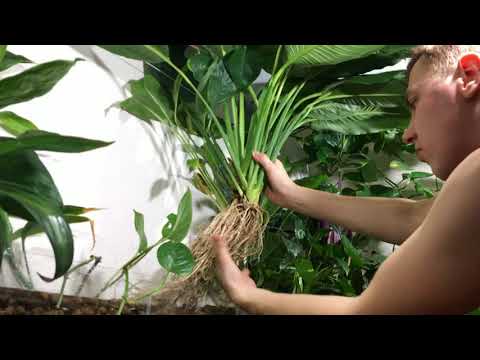 Видео: Фитофильтр. Пересадка растений.