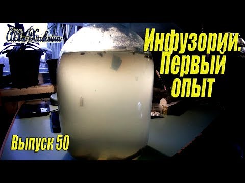 Видео: Разведение инфузории в домашних условиях, мой первый опыт (Аква Хижина, выпуск 50)