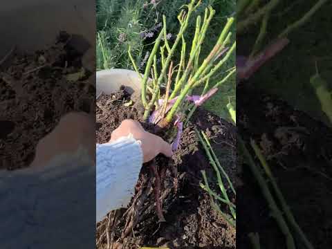 Видео: Посадка троянди з відкритою кореневою системою.