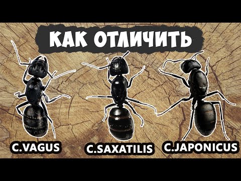Видео: Как отличить camponotus vagus от c. saxatilis / japonicus / herculeanus
