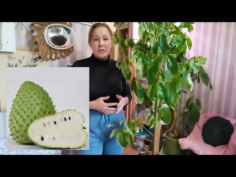 Видео: Гуанабана(Аннона, сметанковое дерево) выращивание из косточек