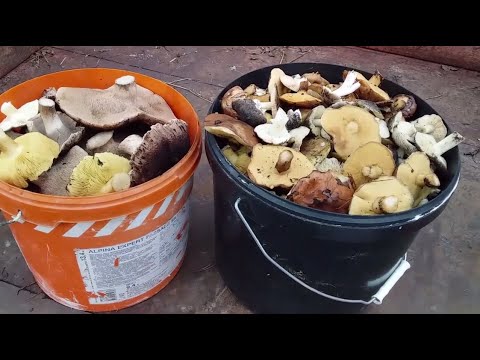 Видео: В ЛЕС ЗА ГРИБАМИ В НОЯБРЕ ! // РОМАНТИЧЕСКОЕ СВИДАНИЕ С МУЖЕМ В ЛЕСУ ! // ТРИ БЕРЕЗЫ НА ПЛЮЩИХЕ !