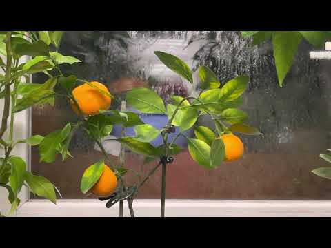 Видео: Мандарин  Сатсума Кси Шань , C.unshiu Xie Shan Satsuma mandarin