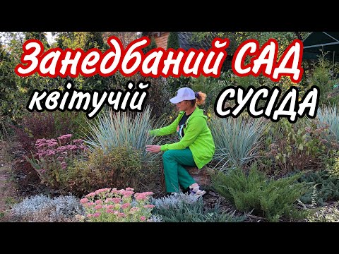 Видео: Вересень. Сад СУСІДА.Занедбаний ? Та НІ ! Гарний без догляду . Правильно замульчували! Сад.Дача.