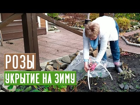 Видео: УКРЫТИЕ РОЗ НА ЗИМУ 🌹 Просто и эффективно / Садовый гид