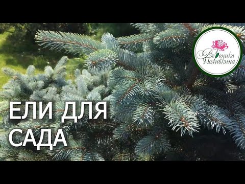 Видео: Какие ЕЛИ выбрать ДЛЯ САДА