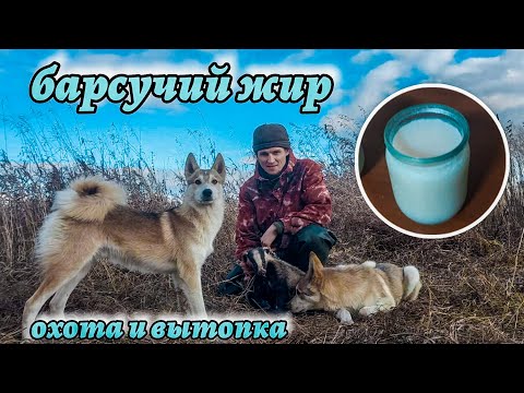 Видео: Барсучий жир. Охота, вытопка и притравка лаек.