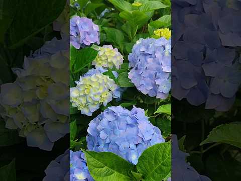 Видео: ЛЕТНЕЕ НАСТРОЕНИЕ 🌺|| СОЧИ. ИЮЛЬ 2025