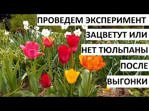 Видео: Тюльпаны после выгонки стоят очень дешево))) но зацветут ли они?