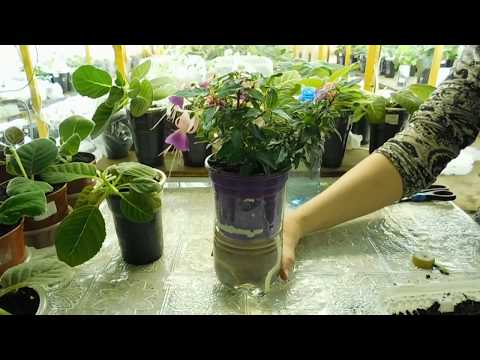 Видео: 🌱Фуксия , пересадка во время цветения ! Ничего страшного . 🌱