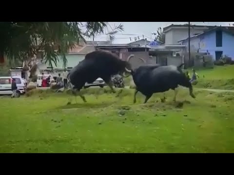 Видео: ГАУР - Самый крупный бык, который гоняет медведей и ест грязь!