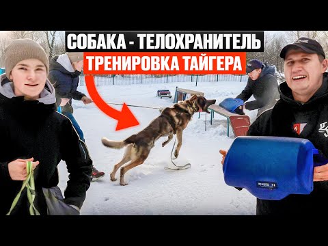 Видео: Как подготовить защитную собаку: секреты тренировки и уверенности!