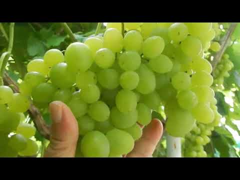 Видео: Супер Экстра , некоторые приёмы выращивания.