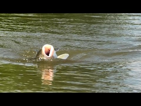 Видео: Рыбалка на Оке. Эту насадку они любят. Как они гнут удочку.