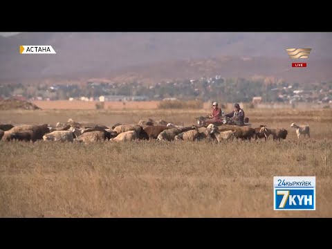 Видео: Елімізде қой шаруашылығы құлдырап барады. «Жеті күн»