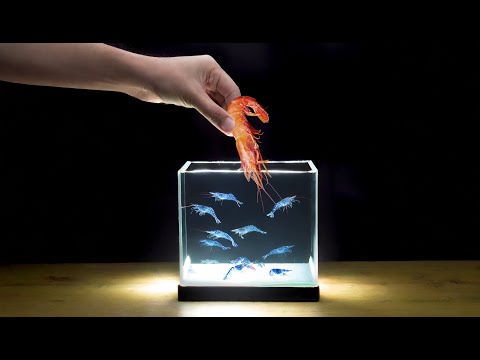 Видео: ЧТО ЕСЛИ БРОСИТЬ ОГРОМНУЮ МЕРТВУЮ КРЕВЕТКУ В АКВАРИУМ К СТАЕ МЕЛКИХ ЖИВЫХ КРЕВЕТОК?