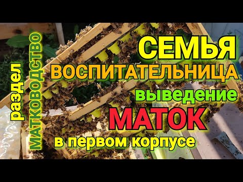 Видео: Выведение маток в первом корпусе. Обзор технологии