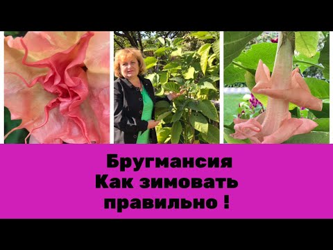 Видео: Бругмансия - Главные осенние правила для хорошей зимовки !