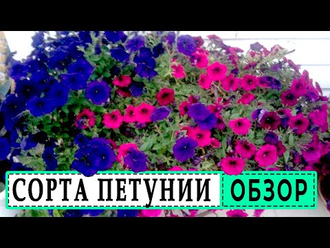 Видео: Чем ампельная петуния отличается от каскадной? Обзор сортов петунии