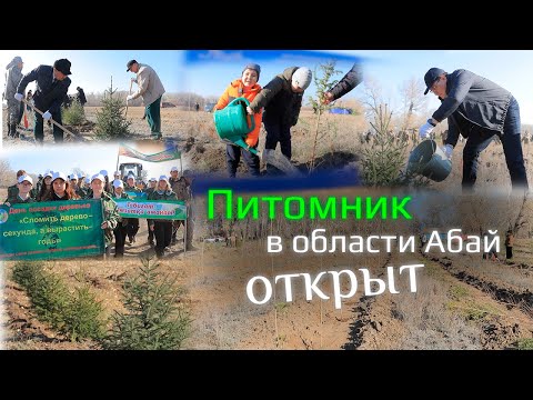 Видео: Питомник в области Абай открыт