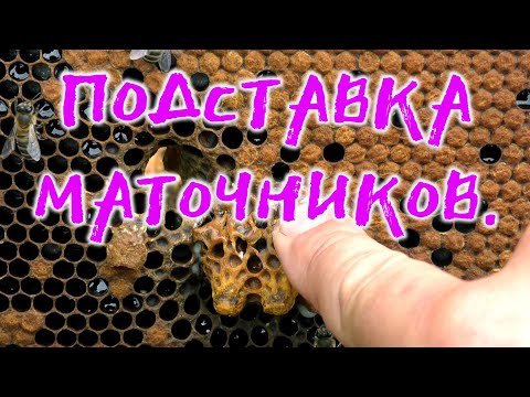 Видео: ПОДСТАВКА МАТОЧНИКОВ В СЕМЬИ, ОТВОДКИ. ЗАМЕНА ПЧЕЛОМАТКИ.