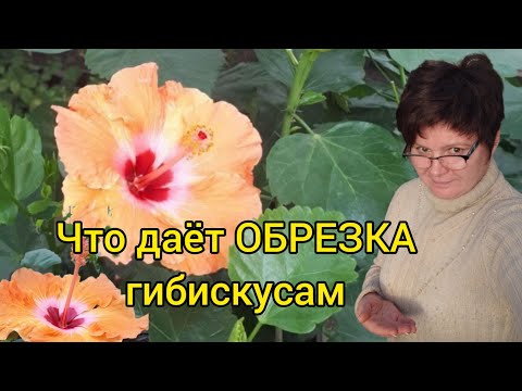 Видео: Гибискусы обрезаны! Зачем?!