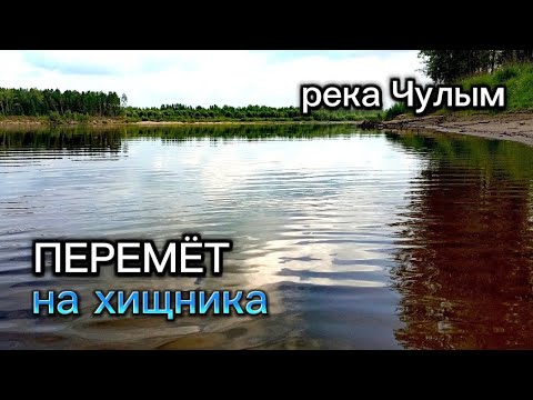Видео: ПЕРЕМЁТ на хищника. Три проверки. Река Чулым